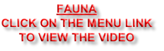 FAUNA
CLICK ON THE MENU LINK
TO VIEW THE VIDEO
