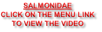 SALMONIDAE
CLICK ON THE MENU LINK
TO VIEW THE VIDEO
